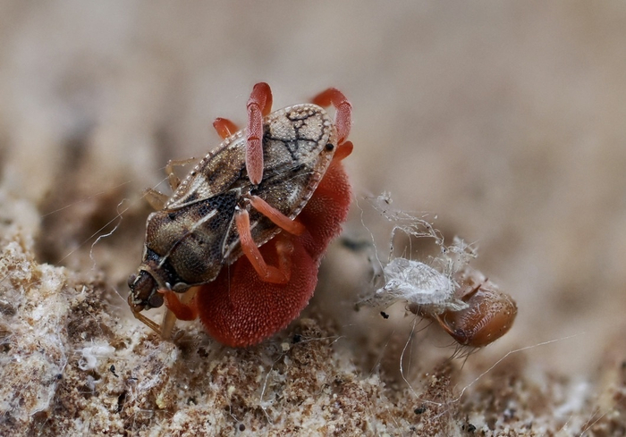 Краснотелку можно сравнить на настоящим красным демоном, что охотится за простыми гуляющими жуками...