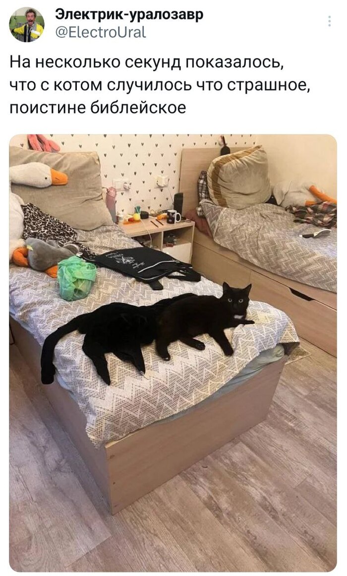   -  ,   , 