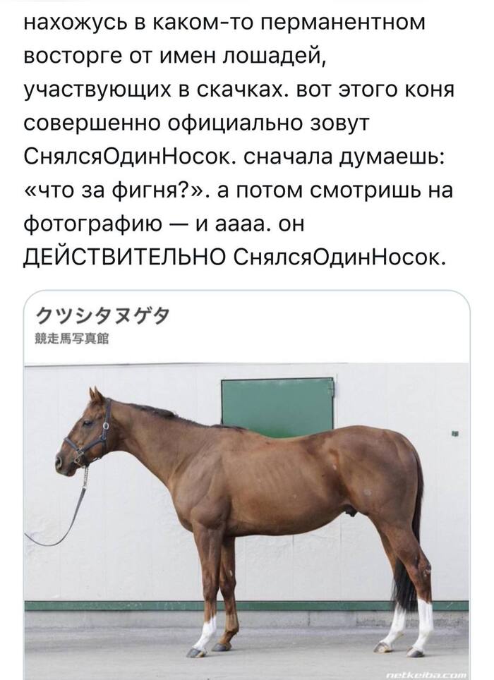     ,      , , , , Telegram ()