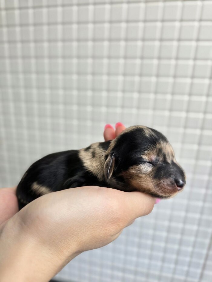 Второй мраморный мальчик, пока назвали Баббл