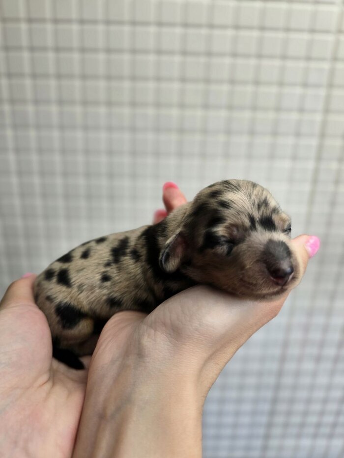 Первой родилась мраморная девочка Барби