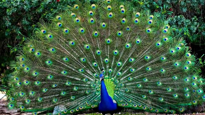        , , , ,  ,  ,   (), 