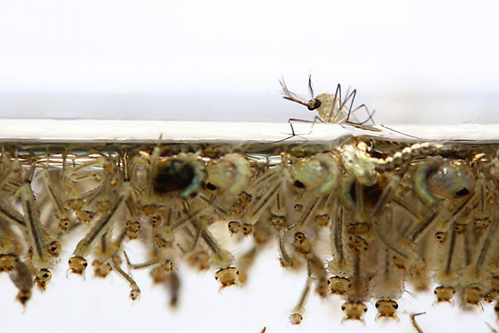 Вот так выглядит рой личинок комаров под водой. Живите теперь с этим!