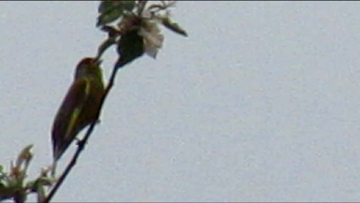     (Chloris chloris) ,   , , , ,   