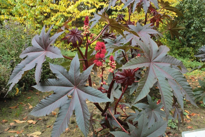 Клещевина обыкновенная