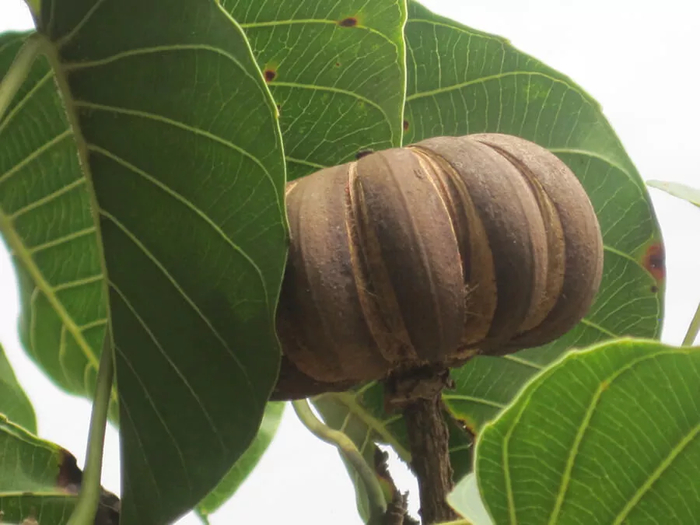 Созревший плод хуры