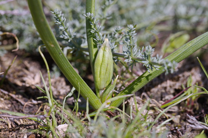  .  .    <!--noindex--><a href="https://pikabu.ru/story/brandushka_raznotsvetnaya_12750433?u=http%3A%2F%2Fplantarium.ru&t=plantarium.ru&h=a99e55320aea562513d8f75971d3e7338d0dbe18" title="http://plantarium.ru" target="_blank" rel="nofollow noopener">plantarium.ru</a><!--/noindex-->