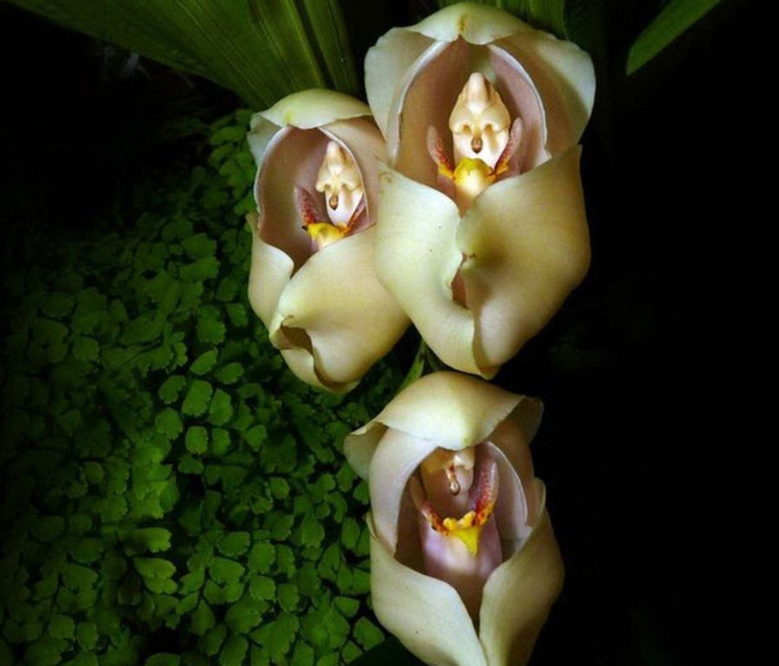 Орхидея "Младенцы в пелёнках" (Anguloa Uniflora).