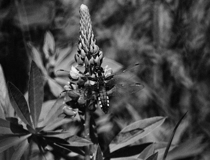     .   /  Ilford,     .    