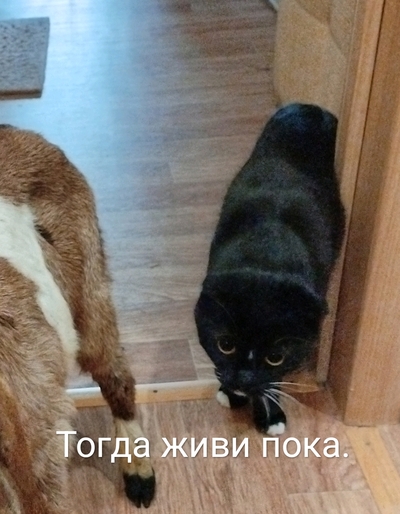 Иллюстрация к комментарию