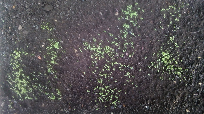 Ответ Wardec в «Стаж курения более 40 лет, не курю 10 дней»