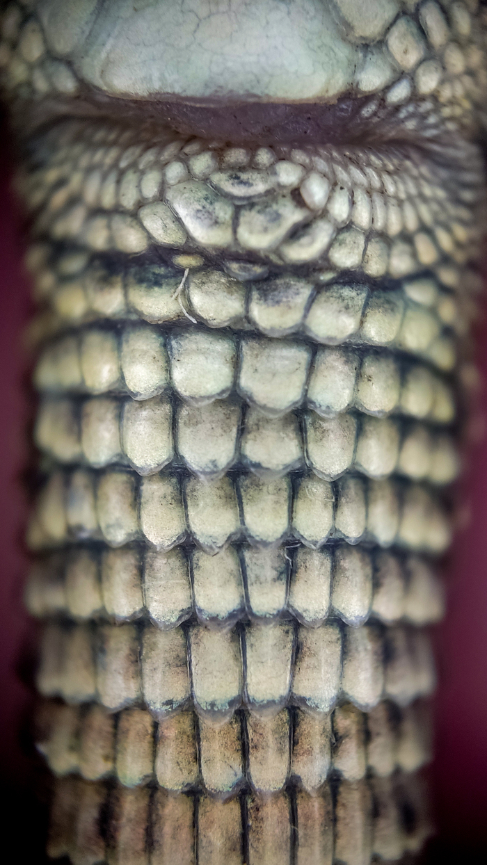 Хвост снизу