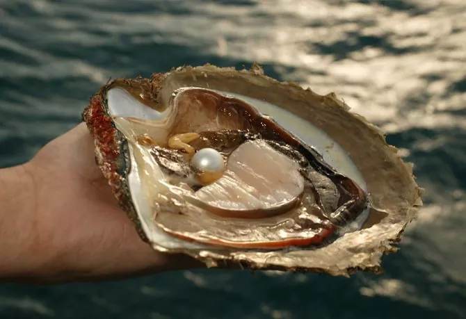 Жемчужина в раковине моллюска
