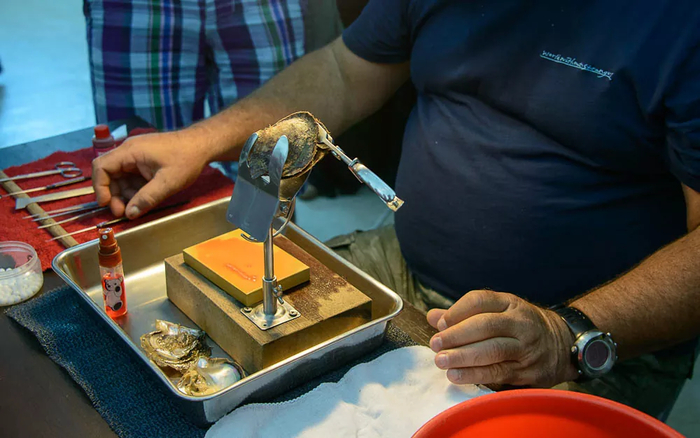 Вживление в тело моллюска основы будущей жемчужины