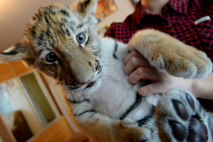 Никакой экзотики