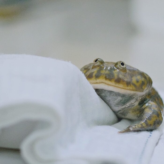 Притаилась ровно посреди недели