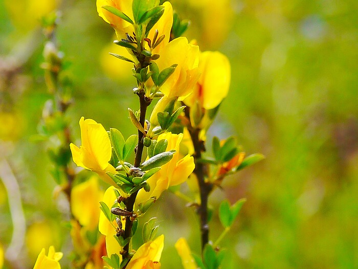 Акации цветы