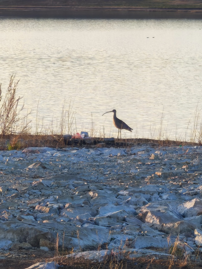 Мощный клюв