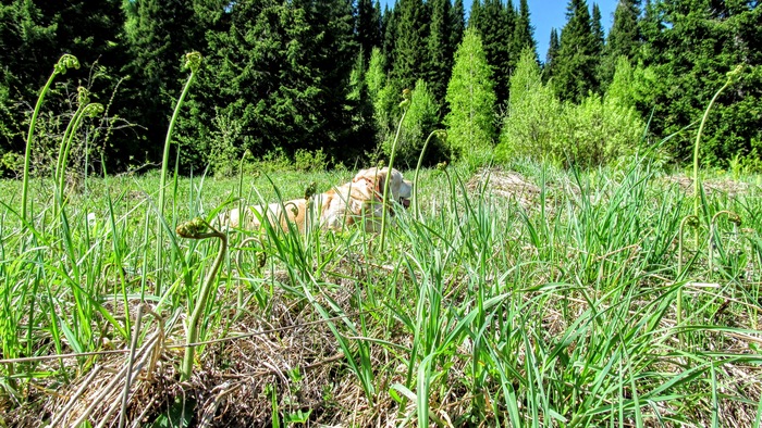 Папоротник-орляк.