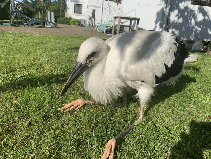 Это Гоша. Его выбросили из гнезда родители. Но Гоше повезло — в тот роковой день под гнездом лежала скошеная трава и птенец выжил. Так люди заметили малыша и решили его выходить.