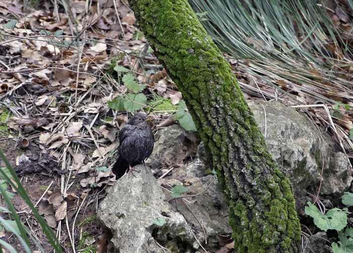 И его ребёнок