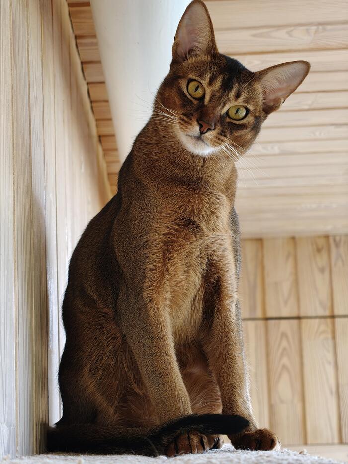 Квадроцараптор