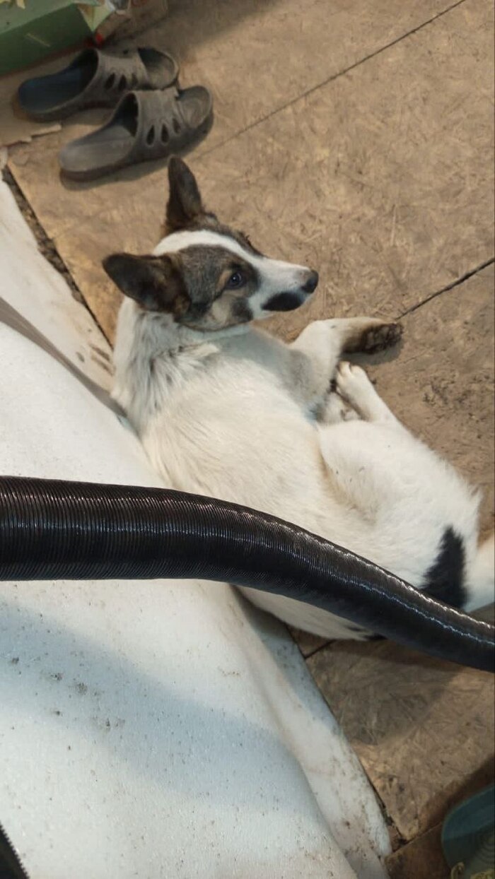  .   .    ))) -       . -     