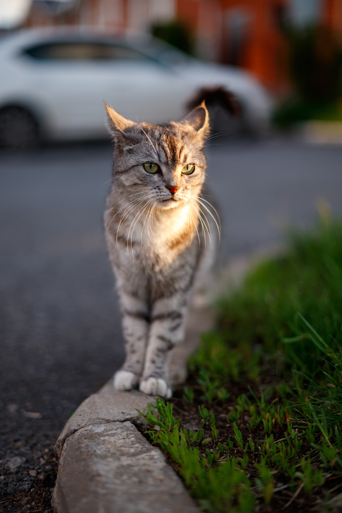   , Nikkor 50mm, 