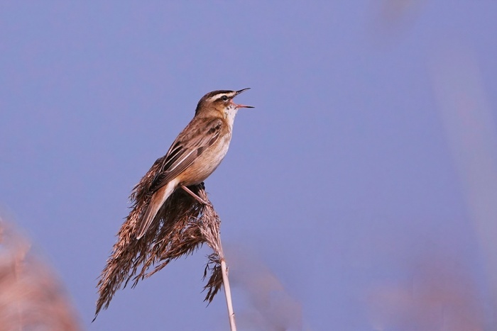 Камышовка-барсучок поет песню счастья