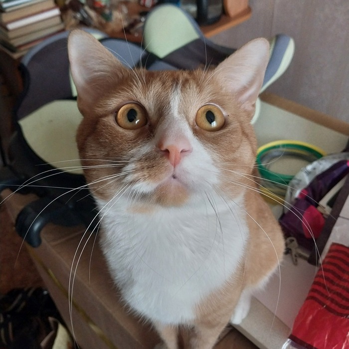 Кто потолку муху приклеял❓️🤣