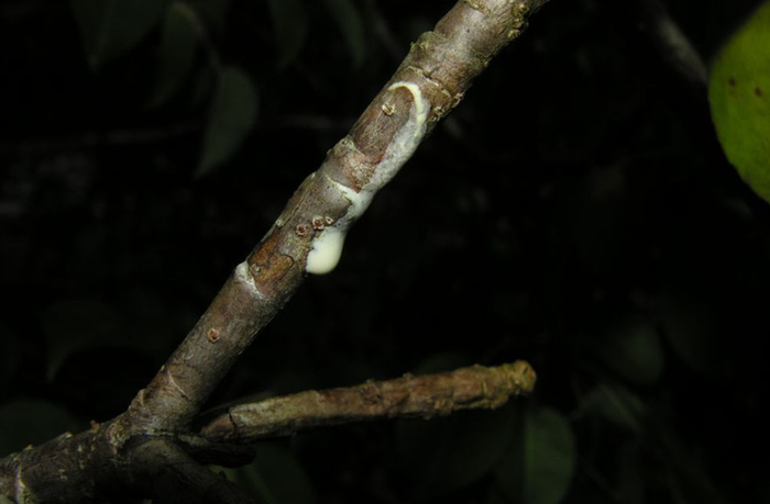 Аборигены надрезали кору и пропитывали стрелы млечным соком дерева.