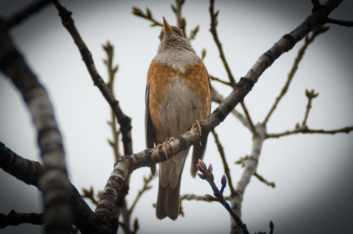 Приготовился петь