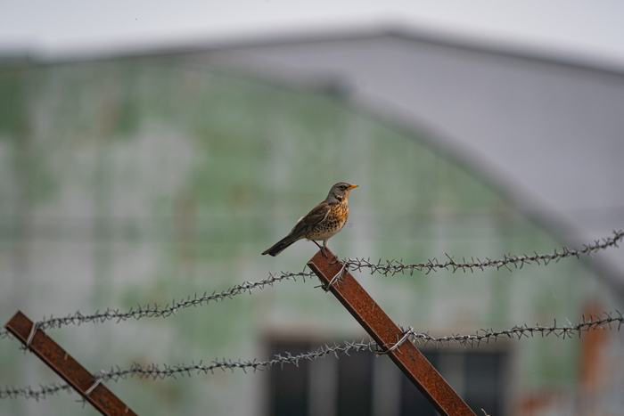   , Nikon,  , , , -, ,  ,   , ,  , ,  