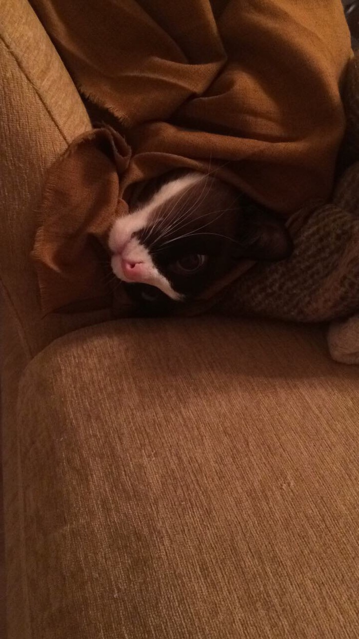 ���- ������ �����