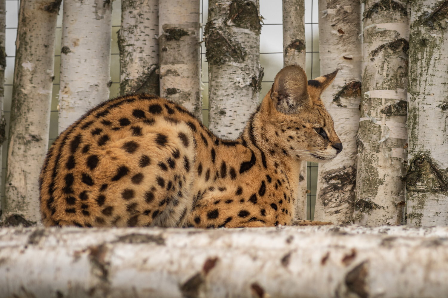Russian birches, African cat - My, The photo, Zoo, Serval, Small cats, Cat family
