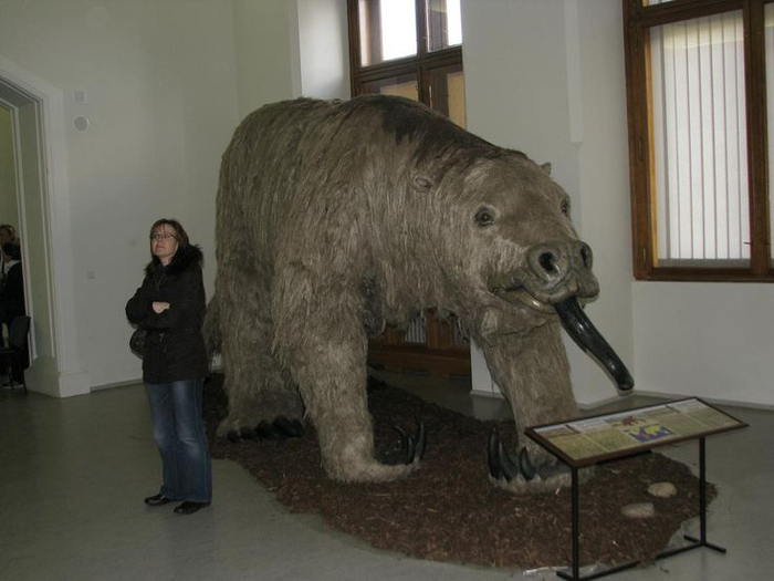 Обратите внимание на конти ленивца. Они длиной с половину голени женщины!