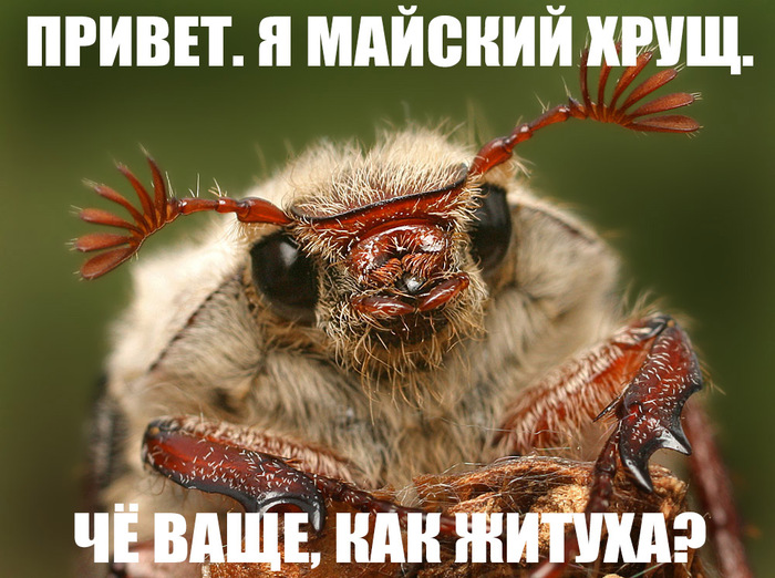 Майский хрущ