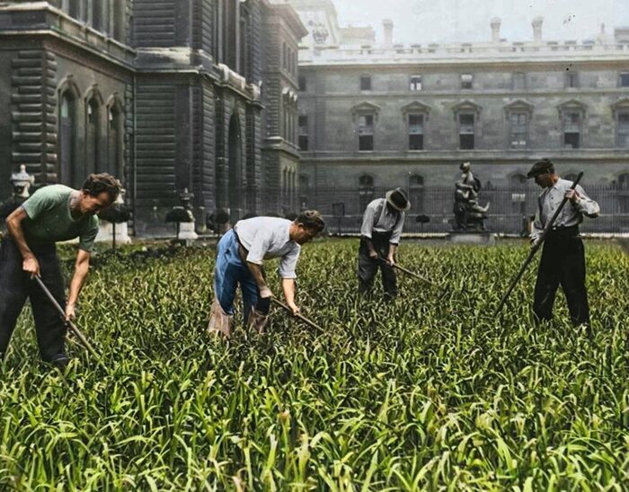 Подсобное хозяйство в саду Лувра, во время Второй Мировой войны.
