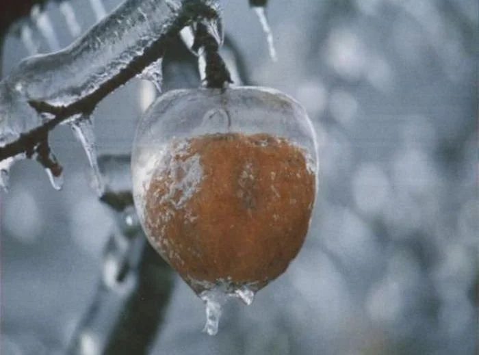 Яблоки-призраки - редкое природное явление Дикая природа, Яблоки, Зима, Яндекс Дзен, Яндекс Дзен (ссылка), Длиннопост Яблоки-призраки - редкое природное явление Дикая природа, Яблоки, Зима, Яндекс Дзен, Яндекс Дзен (ссылка), Длиннопост