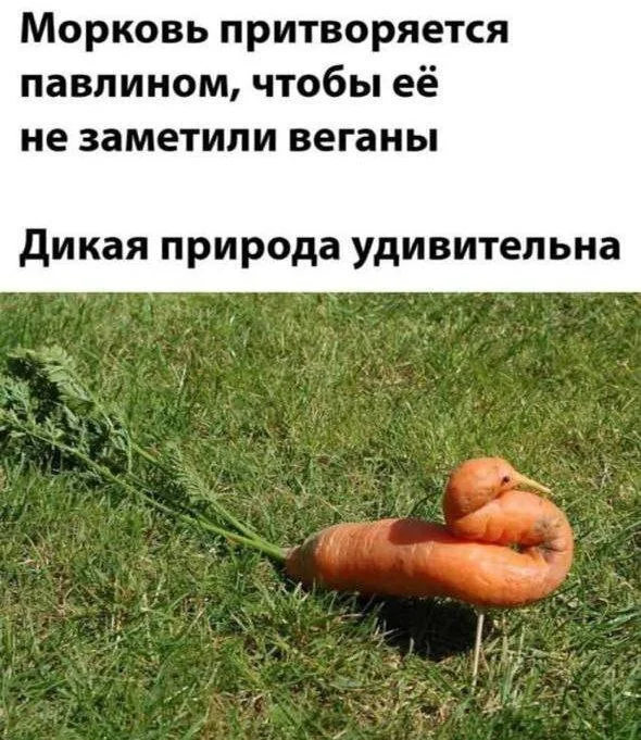 mvwsjrxs.webp