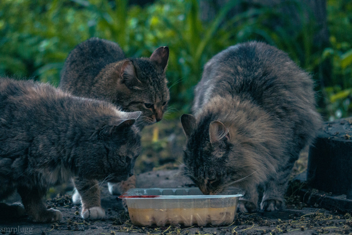 Массовое покушанье жидких рыбовых
