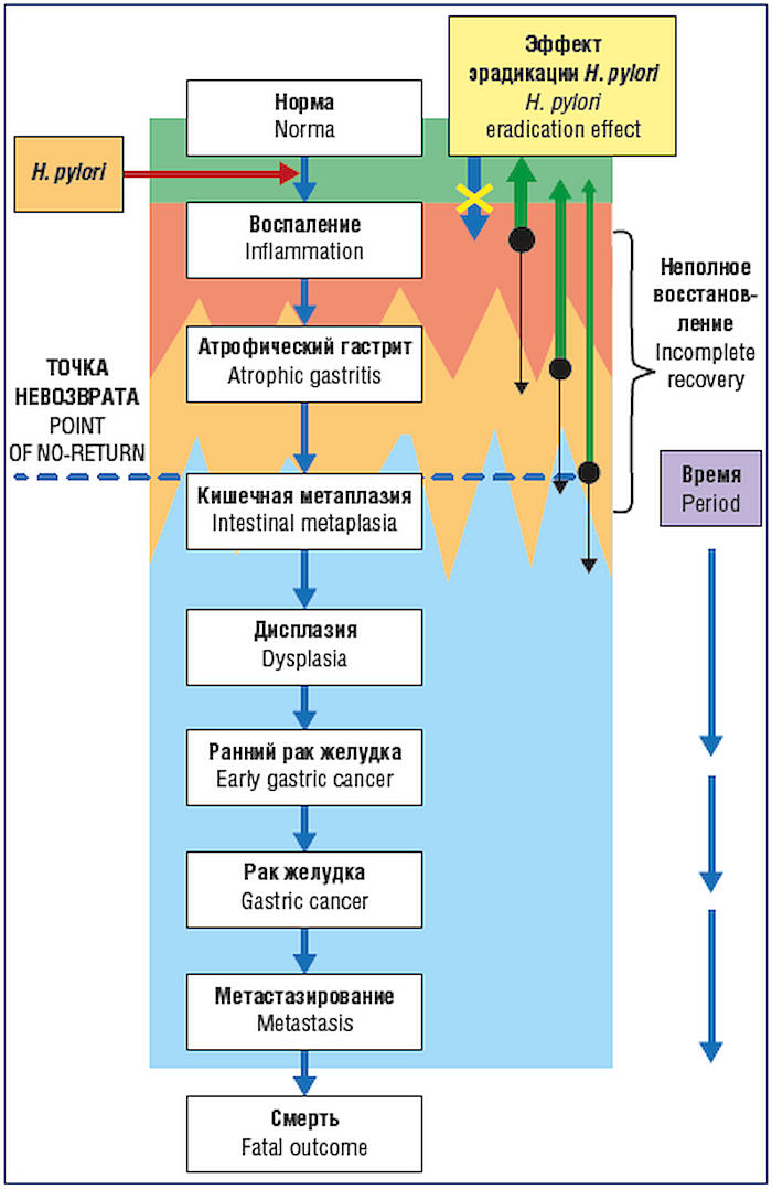     .        Helicobacter pylori    * ,  , , ,  ,  , Helicobacter pylori, , ,  , 
