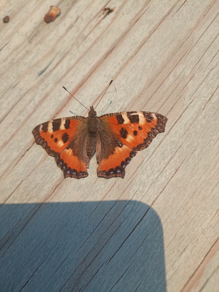 ��������� �������������, ����