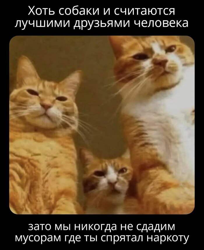     , , , , , Telegram ()