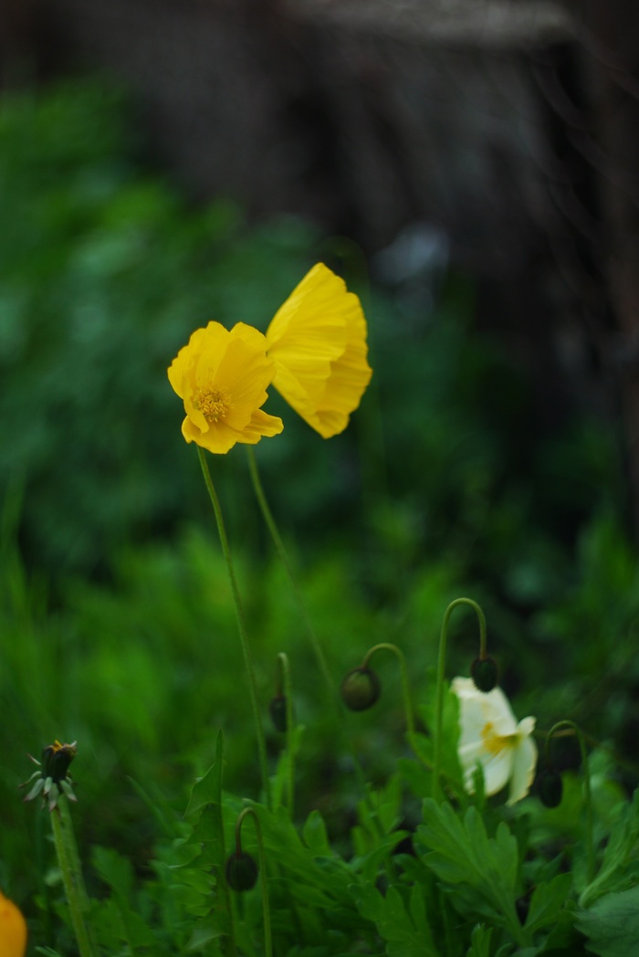  , ,  , Panasonic Lumix, , -44, 