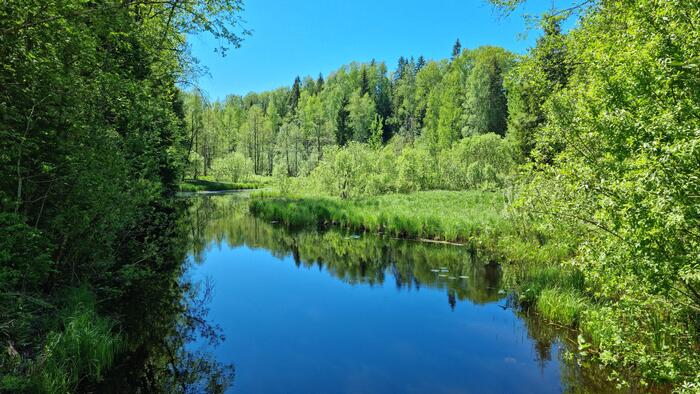 Пока еще просто лесная речушка.