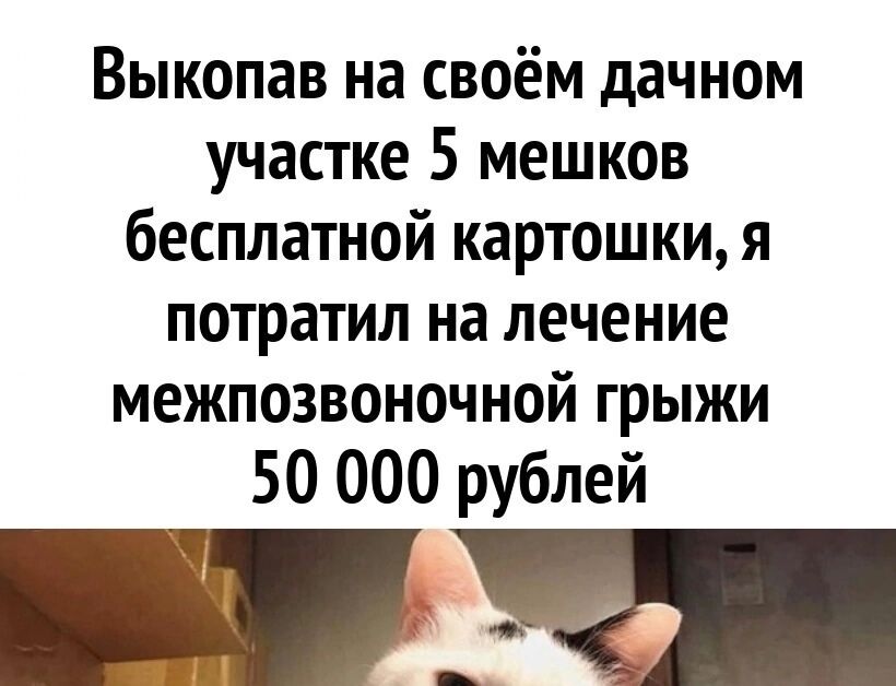 pikabu.ru