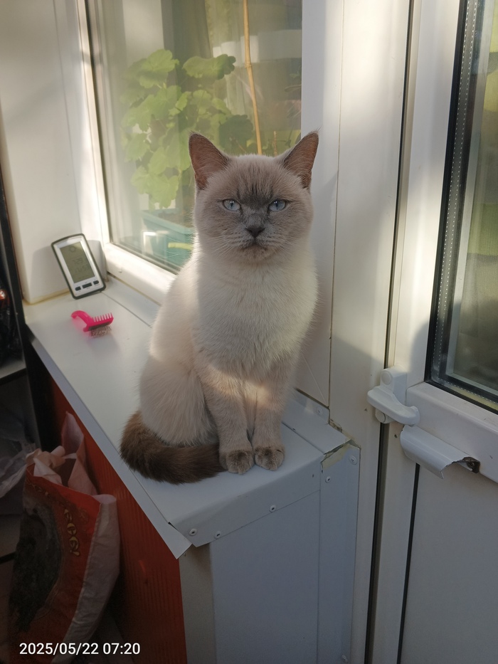 Просто кошка Матильда