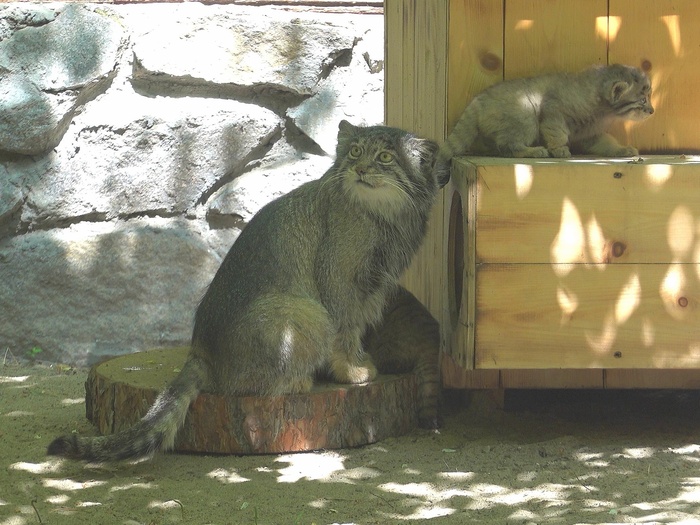   <a href="https://pikabu.ru/story/novosibirsk_u_vas_pribavlenie_semeystva_12758980?u=https%3A%2F%2Fvk.com%2Fwall447839222_14122&t=%D0%A1%D0%B5%D1%80%D0%B3%D0%B5%D0%B9%20%D0%98%D0%BB%D1%8C%D1%82%D1%8F%D0%BA%D0%BE%D0%B2%20%D0%92%D0%9A&h=1dc1408ae9aca68b8eb60202e4080a14765abc58" title="https://vk.com/wall447839222_14122" target="_blank" rel="nofollow noopener">  </a>