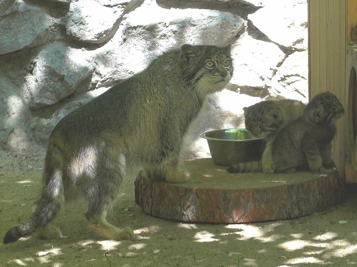   <a href="https://pikabu.ru/story/novosibirsk_u_vas_pribavlenie_semeystva_12758980?u=https%3A%2F%2Fvk.com%2Fwall447839222_14121&t=%D0%A1%D0%B5%D1%80%D0%B3%D0%B5%D0%B9%20%D0%98%D0%BB%D1%8C%D1%82%D1%8F%D0%BA%D0%BE%D0%B2%20%D0%92%D0%9A&h=f1e0980361b417979da712b6b562f8a964e640d3" title="https://vk.com/wall447839222_14121" target="_blank" rel="nofollow noopener">  </a>